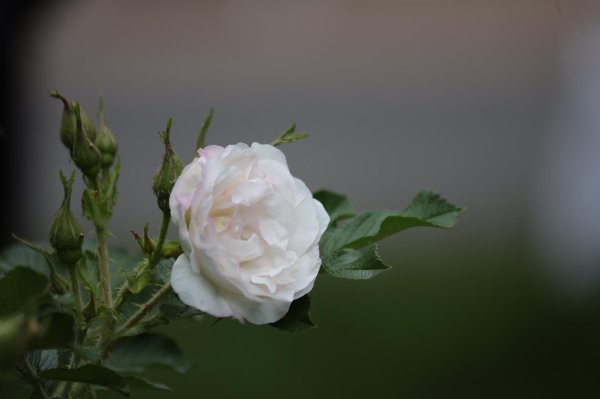 1e6a9267